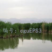 ʵ