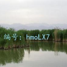 ͳ